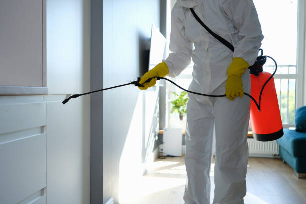 Why You Should Choose Our Mold Remediation Services in Vincent, CA